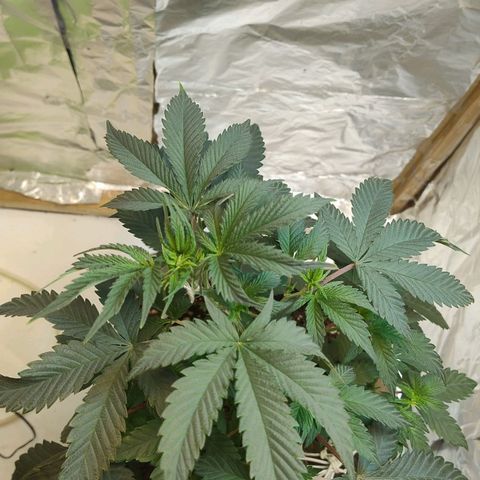 LEMON CHERRY COOKIES  growlog timeline photo