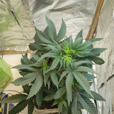 LEMON CHERRY COOKIES  growlog timeline photo