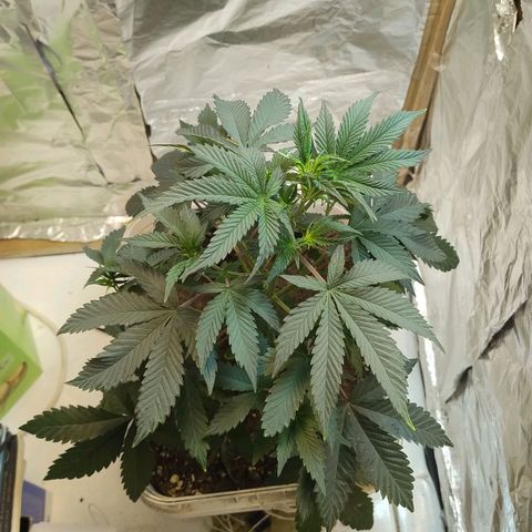 LEMON CHERRY COOKIES  growlog timeline photo