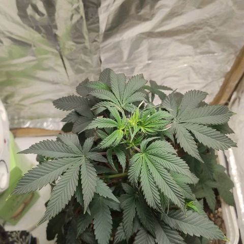 LEMON CHERRY COOKIES  growlog timeline photo