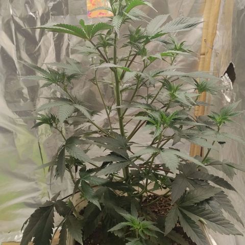 LEMON CHERRY COOKIES  growlog timeline photo