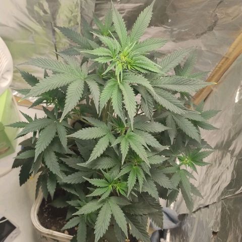 LEMON CHERRY COOKIES  growlog timeline photo