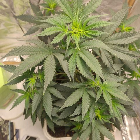 LEMON CHERRY COOKIES  growlog timeline photo