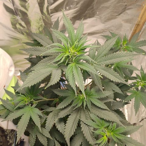 LEMON CHERRY COOKIES  growlog timeline photo