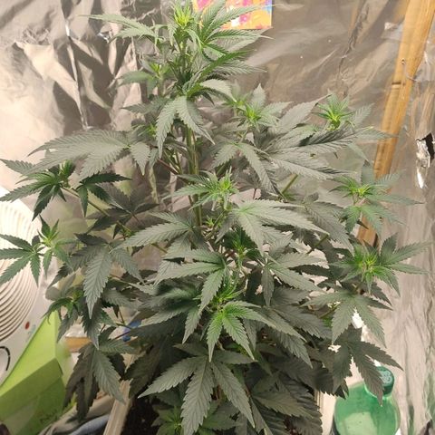 LEMON CHERRY COOKIES  growlog timeline photo