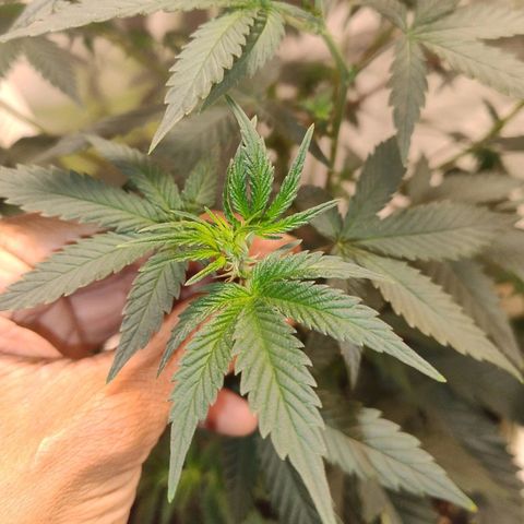 LEMON CHERRY COOKIES  growlog timeline photo