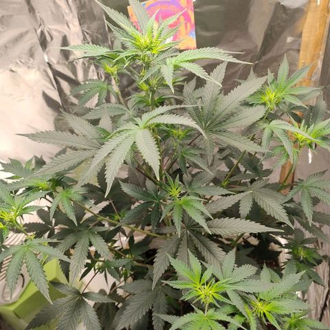 LEMON CHERRY COOKIES  growlog timeline photo