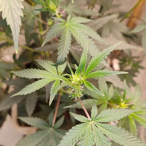 LEMON CHERRY COOKIES  growlog timeline photo