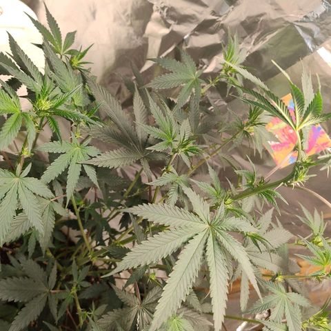 LEMON CHERRY COOKIES  growlog timeline photo