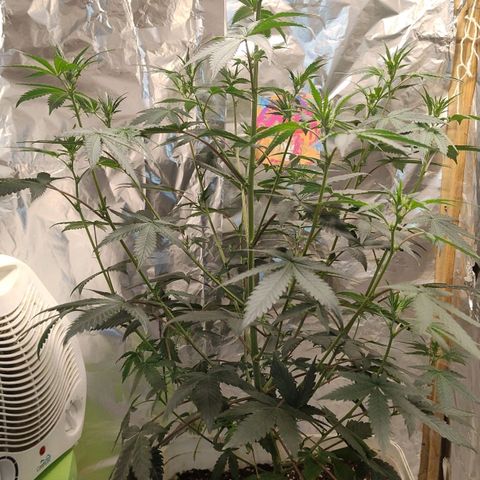 LEMON CHERRY COOKIES  growlog timeline photo