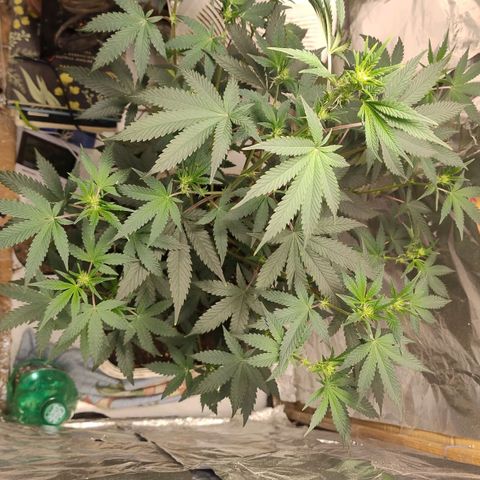 LEMON CHERRY COOKIES  growlog timeline photo
