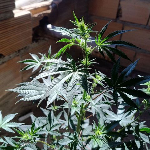 LEMON CHERRY COOKIES  growlog timeline photo