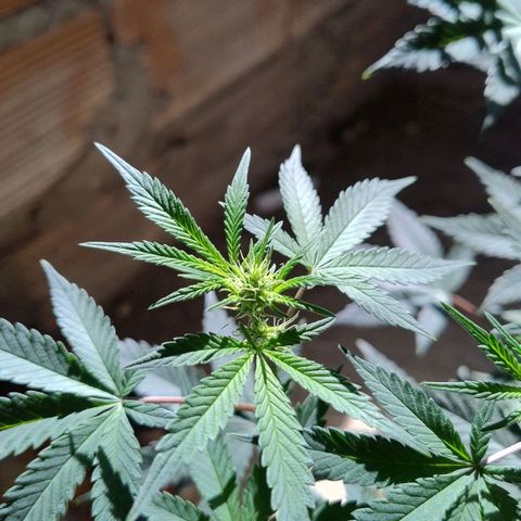 LEMON CHERRY COOKIES  growlog timeline photo