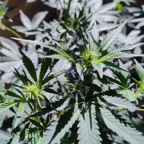 LEMON CHERRY COOKIES  growlog timeline photo