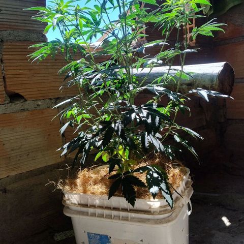 LEMON CHERRY COOKIES  growlog timeline photo