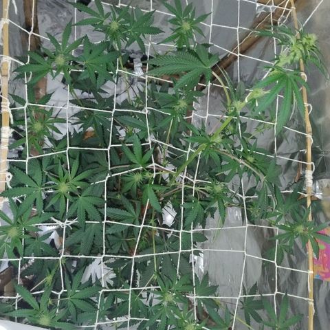 LEMON CHERRY COOKIES  growlog timeline photo