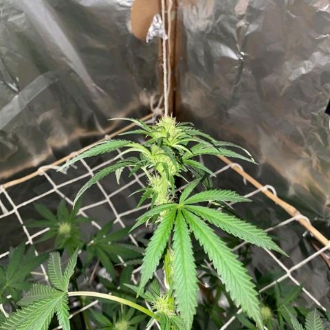 LEMON CHERRY COOKIES  growlog timeline photo