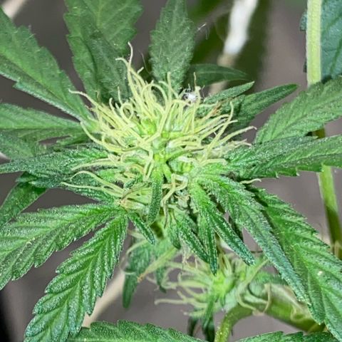 LEMON CHERRY COOKIES  growlog timeline photo