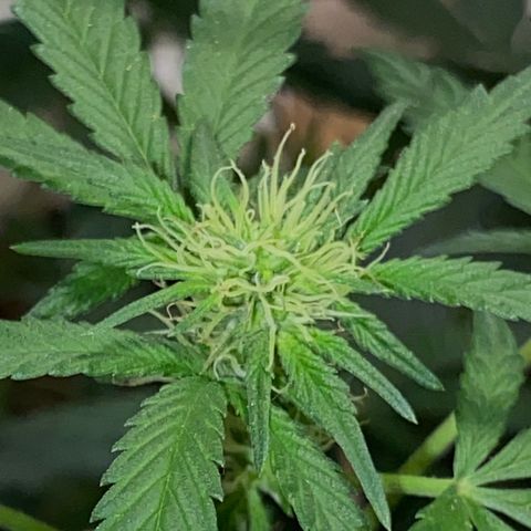 LEMON CHERRY COOKIES  growlog timeline photo