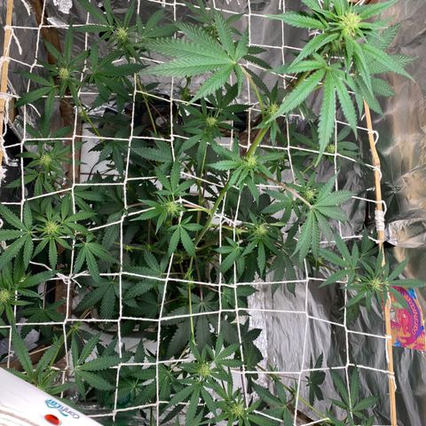 LEMON CHERRY COOKIES  growlog timeline photo
