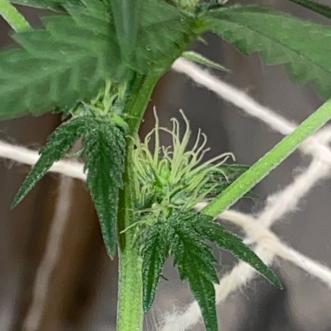 LEMON CHERRY COOKIES  growlog timeline photo