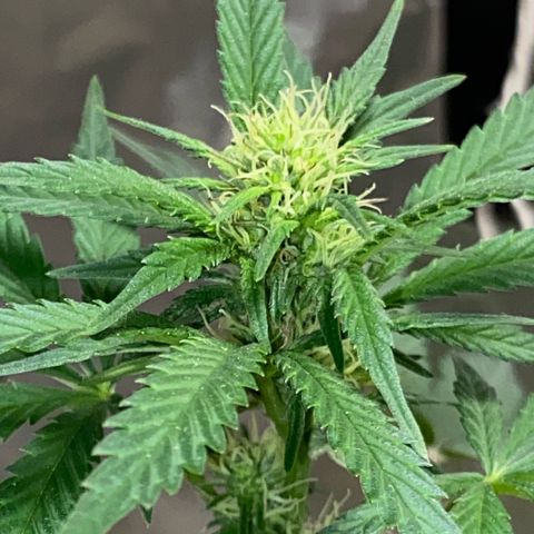 LEMON CHERRY COOKIES  growlog timeline photo