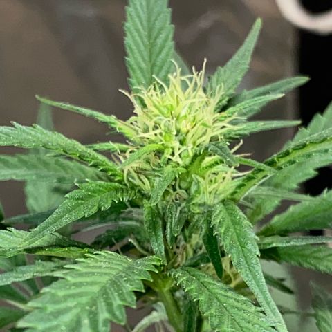 LEMON CHERRY COOKIES  growlog timeline photo