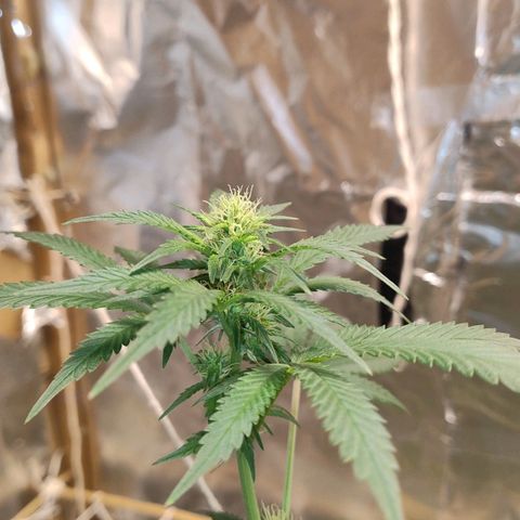 LEMON CHERRY COOKIES  growlog photo: Top bud 