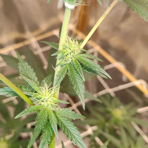 LEMON CHERRY COOKIES  growlog timeline photo