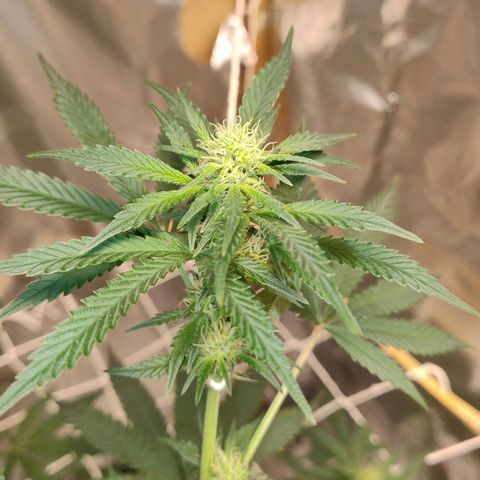 LEMON CHERRY COOKIES  growlog timeline photo