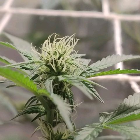 LEMON CHERRY COOKIES  growlog timeline photo