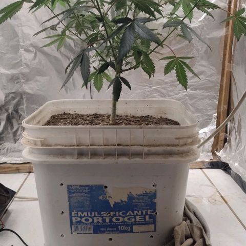 LEMON CHERRY COOKIES  growlog timeline photo