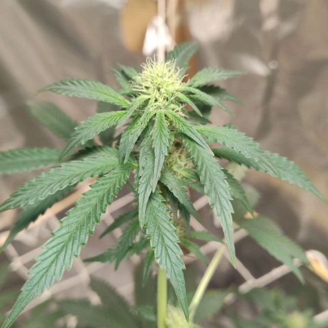 LEMON CHERRY COOKIES  growlog timeline photo