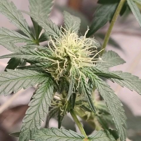 LEMON CHERRY COOKIES  growlog timeline photo