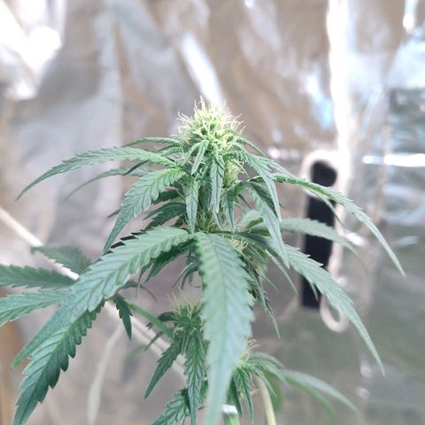 LEMON CHERRY COOKIES  growlog timeline photo