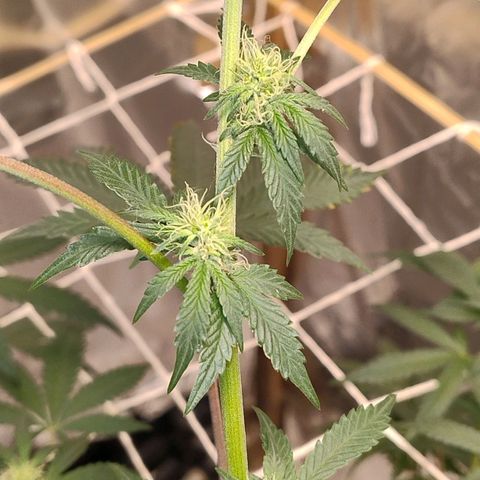 LEMON CHERRY COOKIES  growlog timeline photo