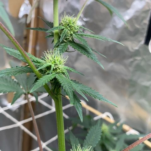 LEMON CHERRY COOKIES  growlog timeline photo