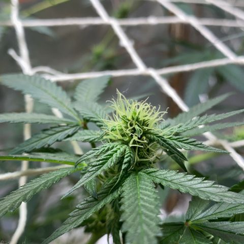 LEMON CHERRY COOKIES  growlog timeline photo