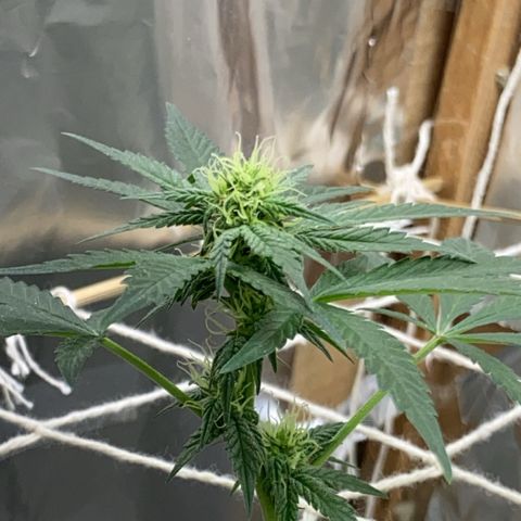 LEMON CHERRY COOKIES  growlog timeline photo