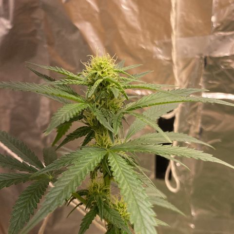 LEMON CHERRY COOKIES  growlog timeline photo