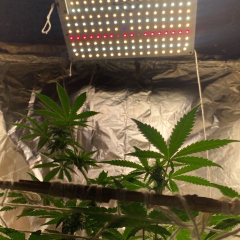 LEMON CHERRY COOKIES  growlog timeline photo