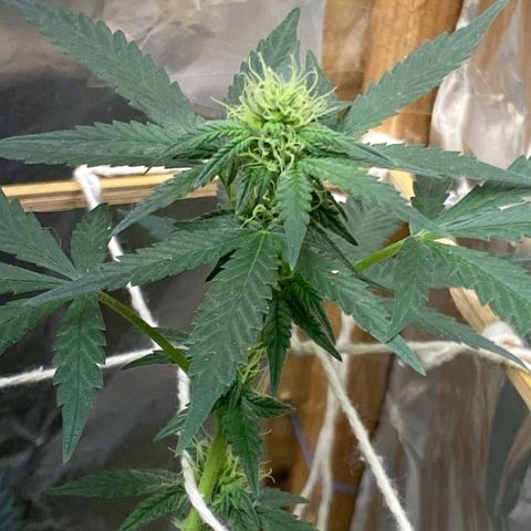 LEMON CHERRY COOKIES  growlog timeline photo