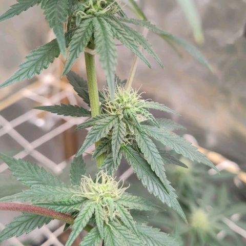 LEMON CHERRY COOKIES  growlog timeline photo