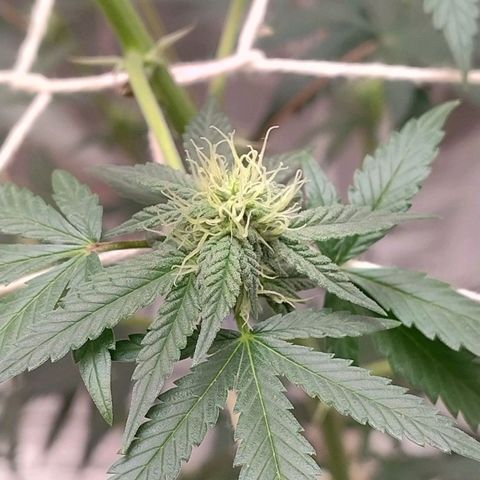 LEMON CHERRY COOKIES  growlog timeline photo