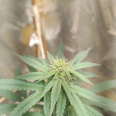 LEMON CHERRY COOKIES  growlog timeline photo
