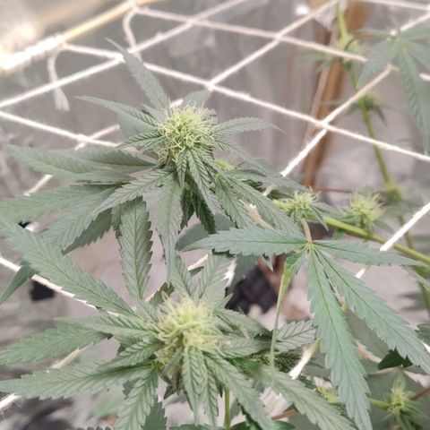 LEMON CHERRY COOKIES  growlog timeline photo