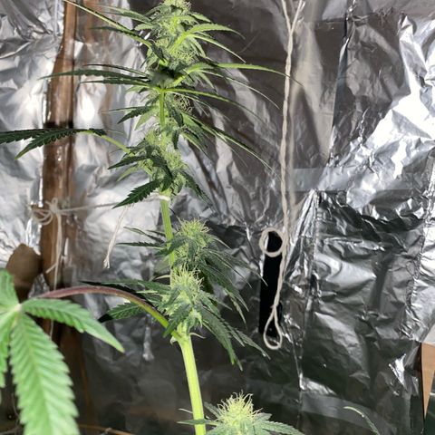 LEMON CHERRY COOKIES  growlog photo: Tá cheirosa 