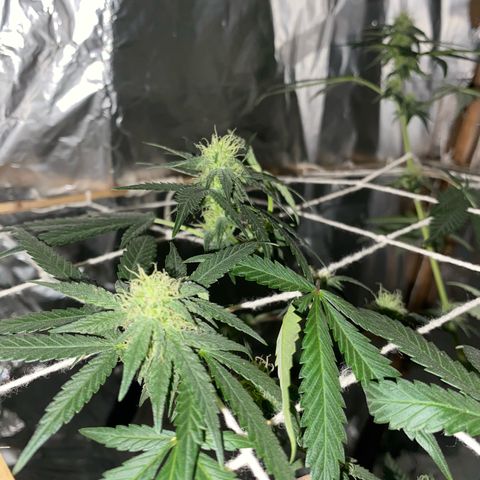 LEMON CHERRY COOKIES  growlog photo: Tá cheirosa 