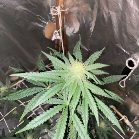 LEMON CHERRY COOKIES  growlog photo: Tá cheirosa 