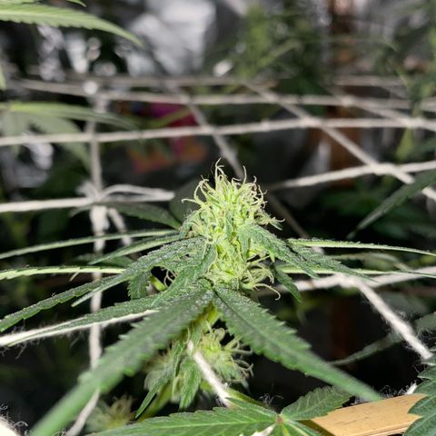 LEMON CHERRY COOKIES  growlog photo: Tá cheirosa 